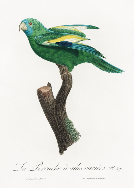 Canary-winged parakeet  by IStockHistory com