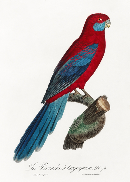 Crimson rosella  Print