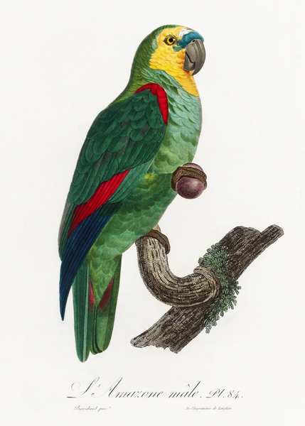 Turquoise-fronted parrot  Print