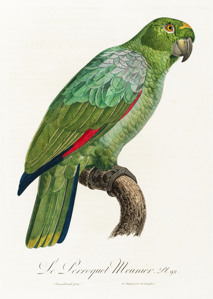 Red-and-blue amazon  Print
