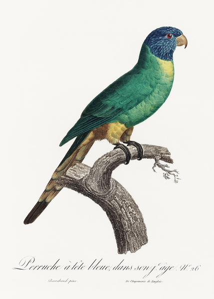 Blue-fronted amazon  Print