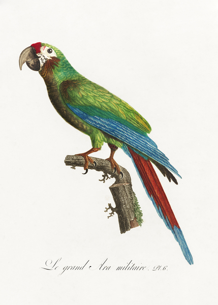 Buffons macaw  Print