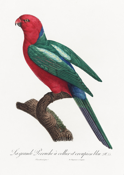 Australian king parrot  by IStockHistory com