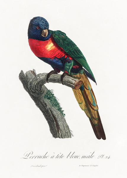Plum-headed parakeet  Print