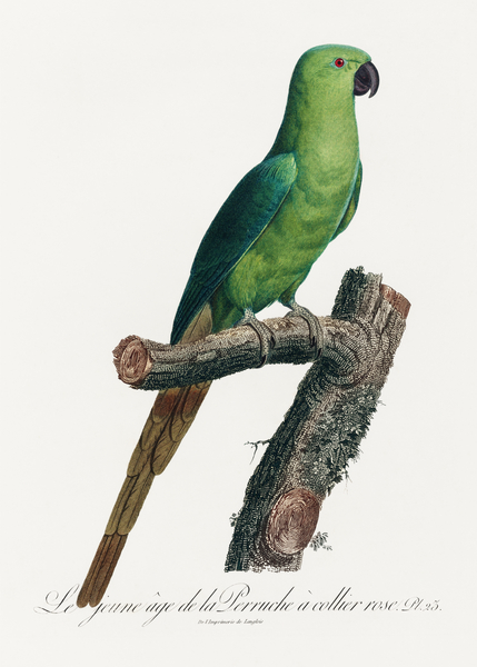Ring-necked parakeet  Print