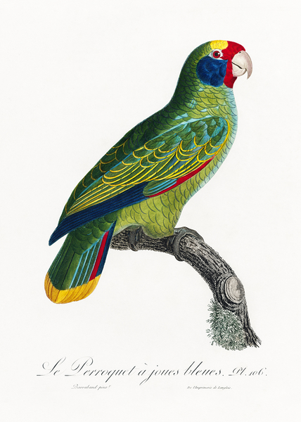 Red-and-blue amazon  by IStockHistory com