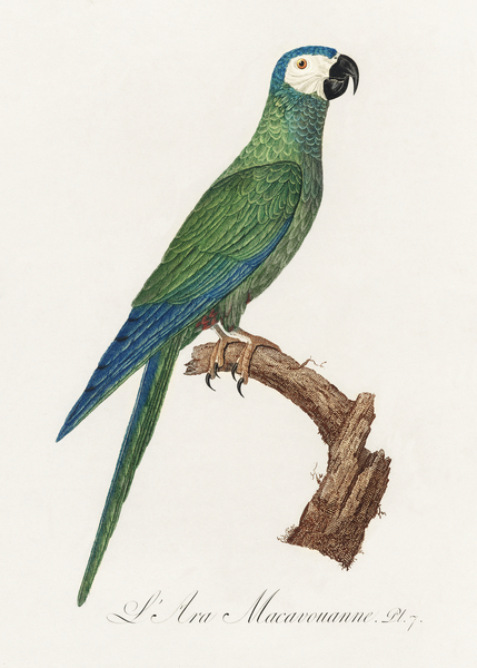Red-bellied macaw  by IStockHistory com