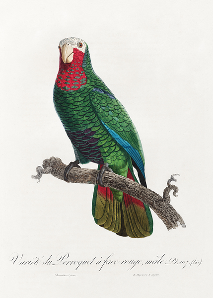 Rose-throated parrot  Print