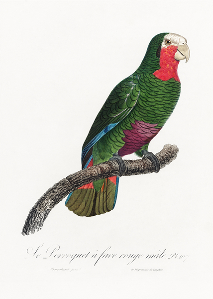Rose-throated parrot  by IStockHistory com
