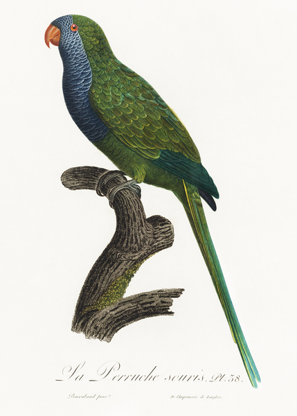 Quaker parrot  Print