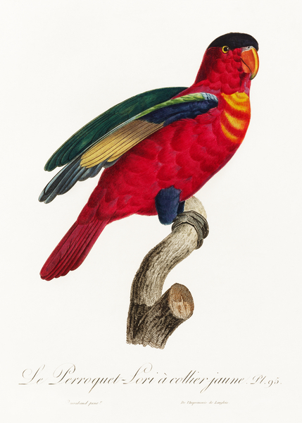 Purple-naped lory  by IStockHistory com