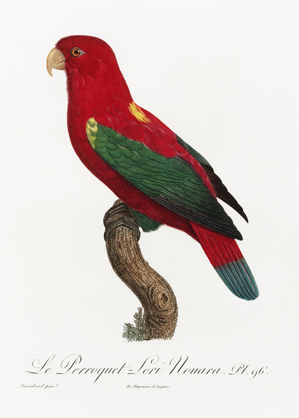 Chattering lory  Print