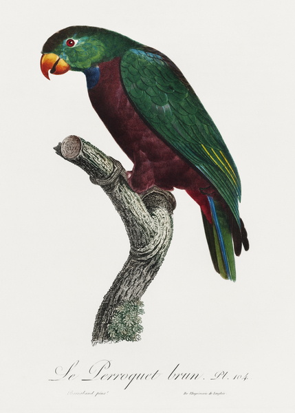 Red-billed pionus  by IStockHistory com
