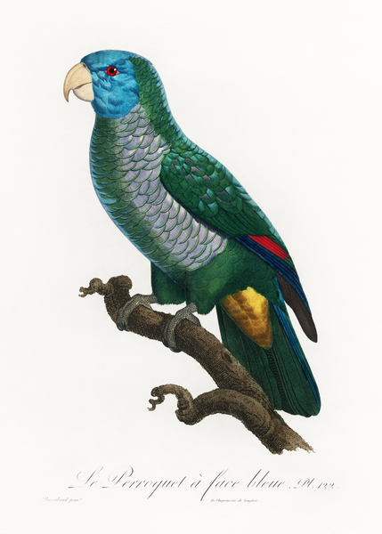 Eclectus parrot  Print