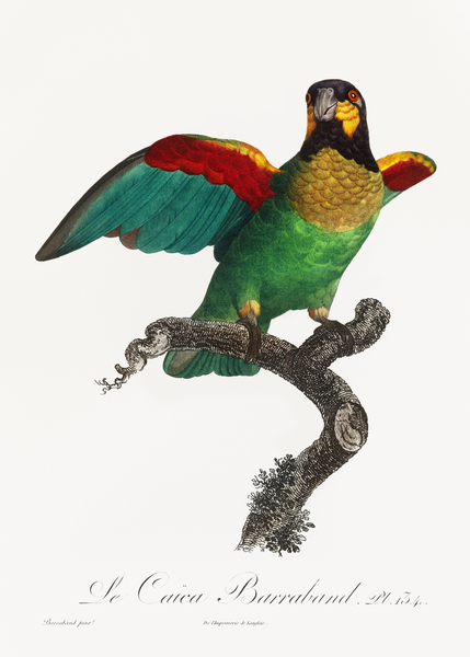 Orange-cheeked parrot  by IStockHistory com