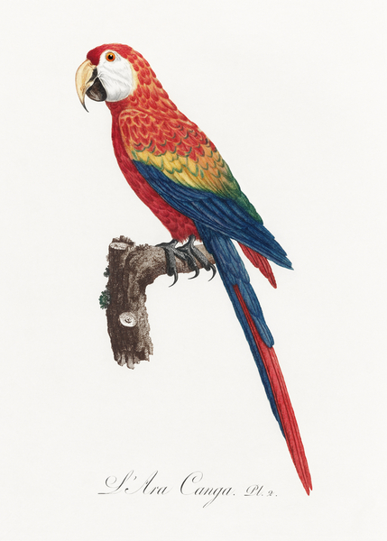 Ara macao  Print
