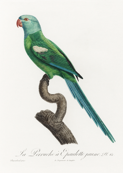 Yellow-shouldered parrot  Print