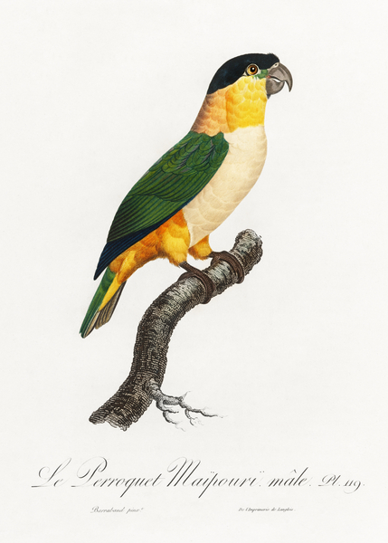 Black-Headed Parrot  Print