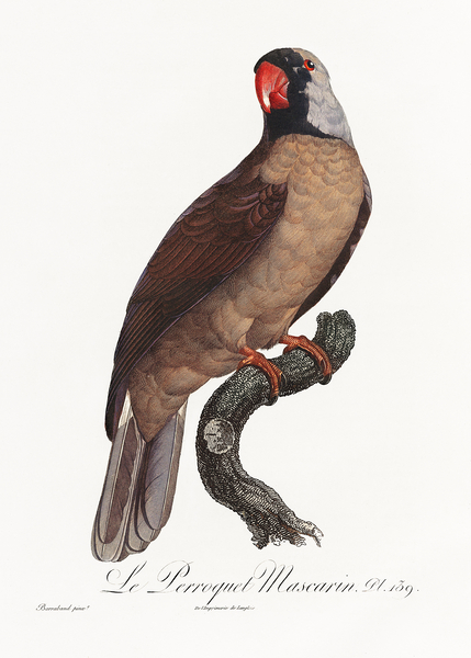 Mascarine parrot  Print