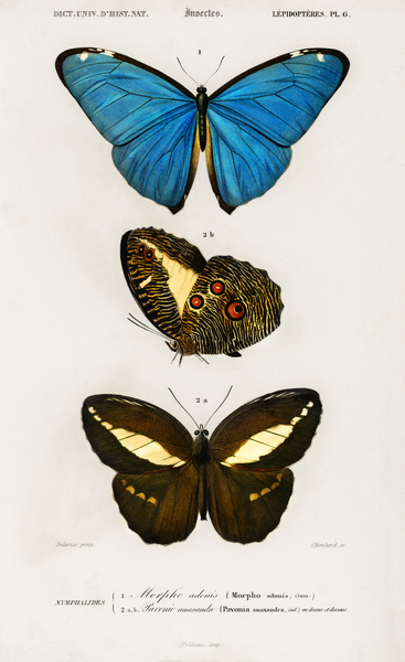 Pictorem.com :: Different types of butterfly by IStockHistory com
