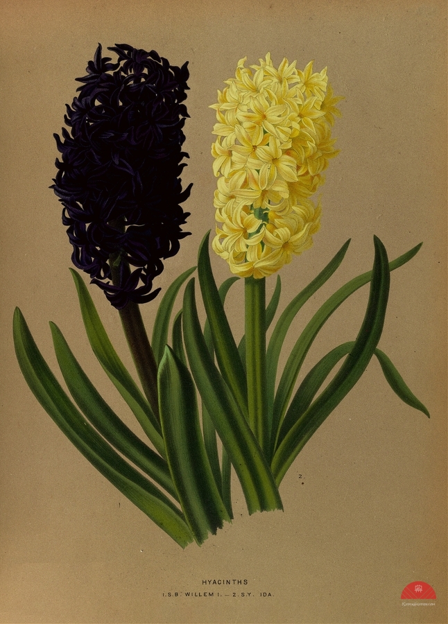 Album van Eeden : Haarlems flora : 1872-1881 by IStockHistory com Wall Art