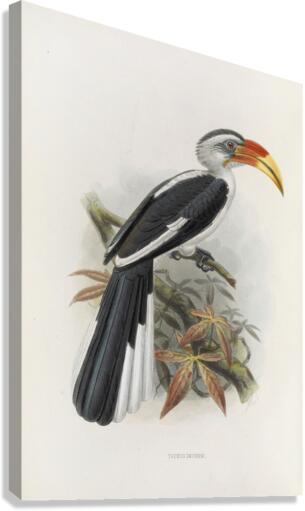 Tockus deckeni 1882 Canvas Print