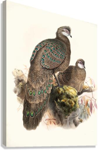 Polyplectron thibetanum. 1872 Canvas Print