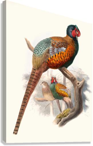 Phasianus elegans. 1872 Canvas Print