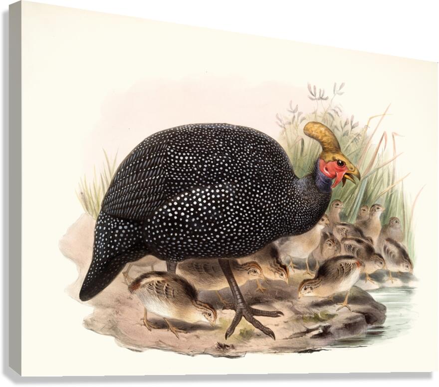 Numida coronata. 1872 Canvas Print
