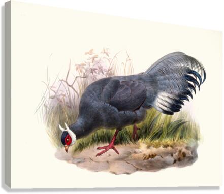 Crossoptilon auritum. 1872 Canvas Print