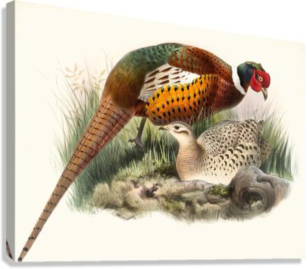 Phasianus mongolicus. 1872 Canvas Print