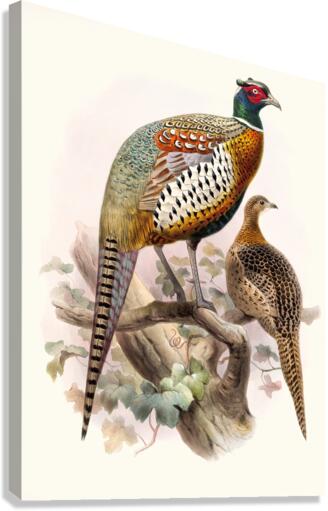 Phasianus formosanus. 1872 Canvas Print