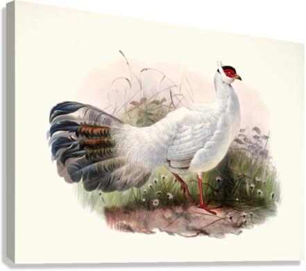 Crossoptilon Drouynii. 1872 Canvas Print