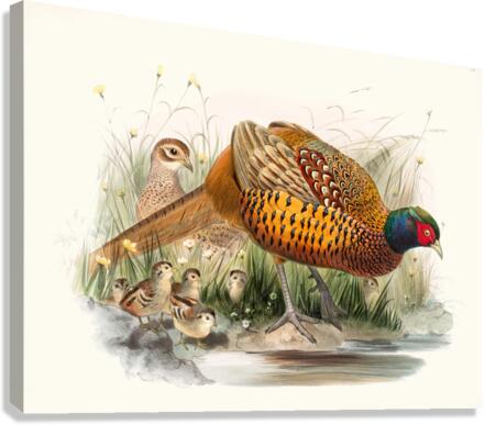 Phasianus colchicus. 1872 Canvas Print