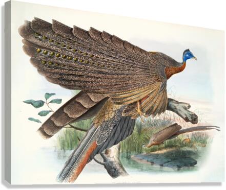 Argus Grayi. 1872 Canvas Print