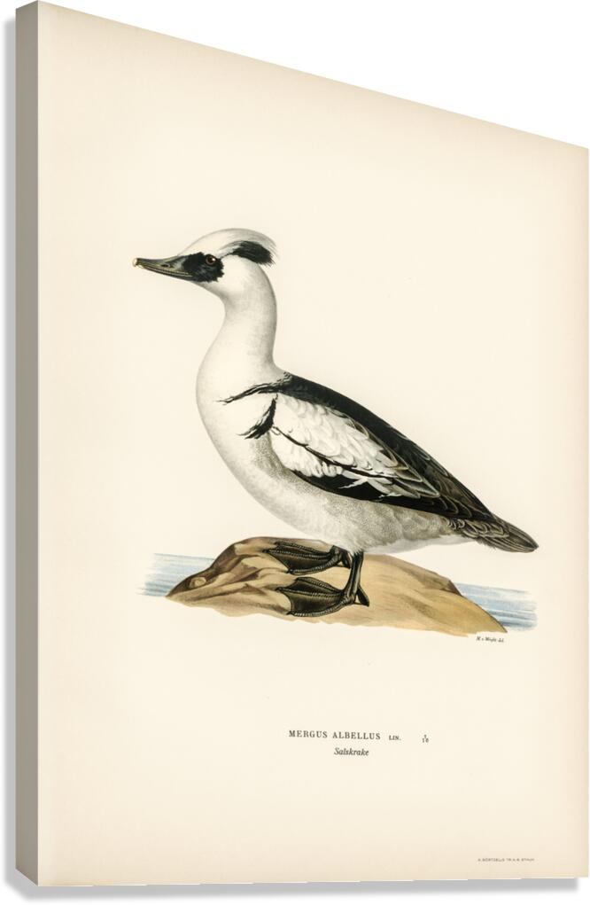 Mergellus albellus Canvas Print