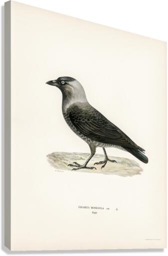 Coloeus monedula Canvas Print