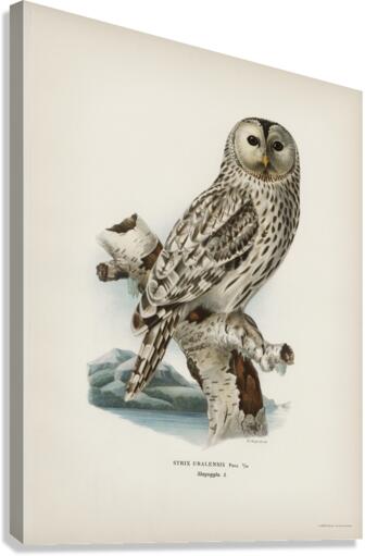 Strix uralensis ♀ Canvas Print