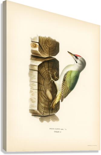 Picus canus ♂ Canvas Print