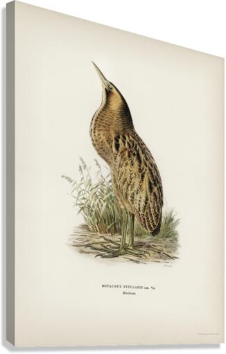 Bittern Botaurus stellaris Canvas Print