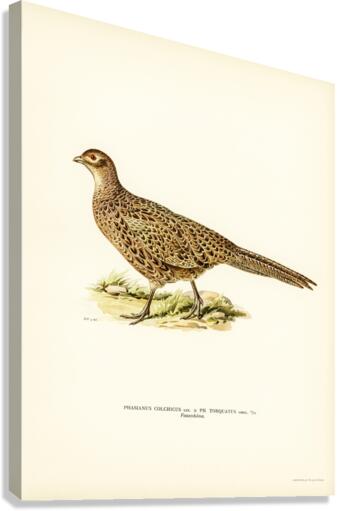 Pheasant Phasianus Colchicus Canvas Print