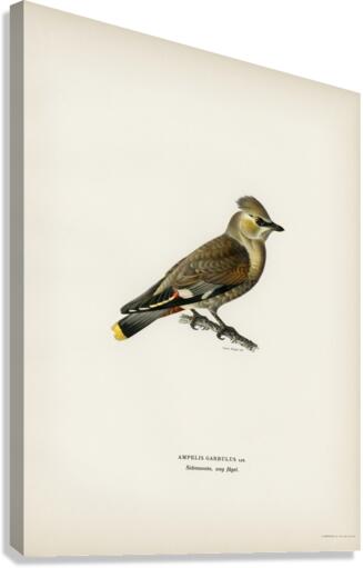 AMPELIS GARRULUS Impression sur toile