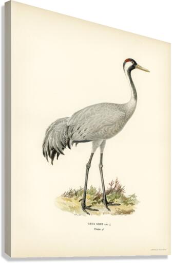 Common Crane Grus Grus Canvas Print