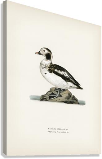 Harelda Hyemalis Canvas Print