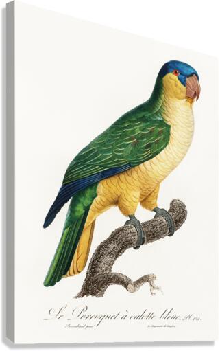 Buru green parrot  Canvas Print