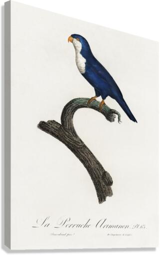 Arimanon parakeet  Canvas Print