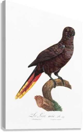 Black lory  Impression sur toile