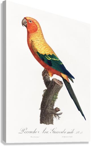 Sun parakeet  Impression sur toile