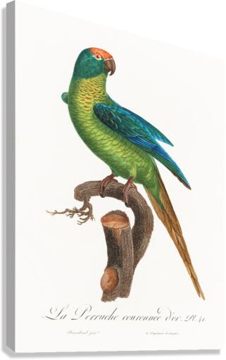 Peach-fronted conure  Canvas Print