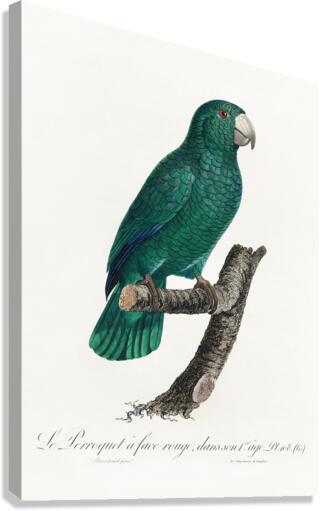 Cuban parrot  Canvas Print